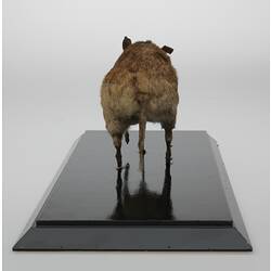 Rear view of mounted bandicoot specimen.
