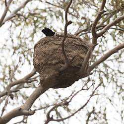Cup-shaped nest on bare branch, tip of black tail protruding,