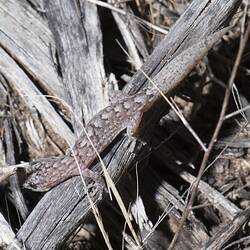 Marbled Gecko.