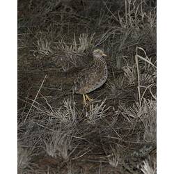 Speckled brown bird with yellow legs at night.