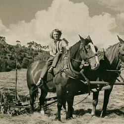 Photograph - H.V. McKay Massey Harris, Hay Mower, circa 1944