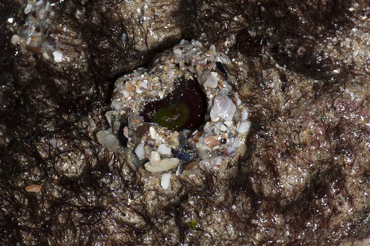 Anemone surrounded by small pebbles.