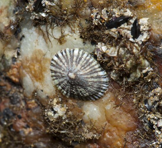 Grey and cream striped limpet on rock.