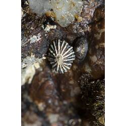 White and black conical limpet on rock.