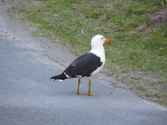 Gull standing on edge of road.