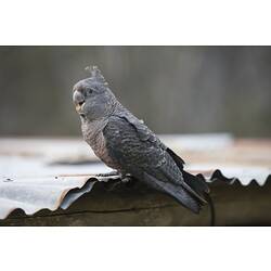 Grey bird standing on a hut's corrugated roof.