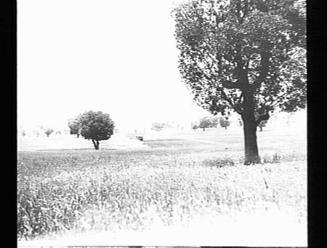 10 FT HEADER ON WYATT BRO'S FARM PARKES NSW IN 13 BAG WHEAT CROP