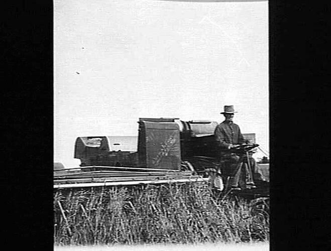 10 FT HEADER IN DOWN AND TANGLED CROP OF WHEAT (YIELD 46 BUSHELS PER ACRE)