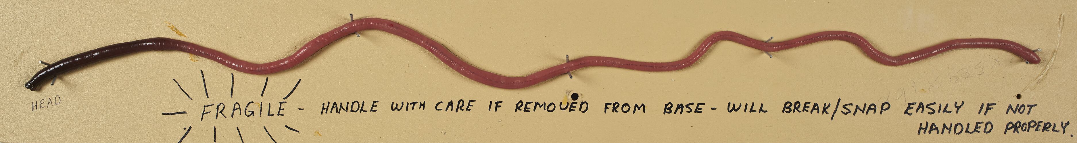 Cast of long pink earthworm.