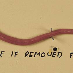 Our Wondrous Planet, Our Wild Family: Model - Giant Gippsland Earthworm, <em>Megascolides australis</em> McCoy, 1878