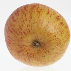 Wax model of an apple with stem, painted red and yellow, with brown stem. Base view.