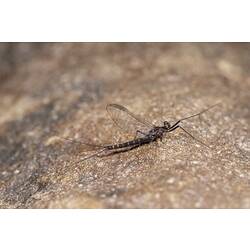 Mayfly on rock.