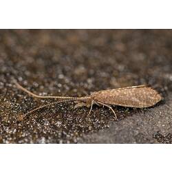 <em>Tasimia palpata</em> Mosely, 1936