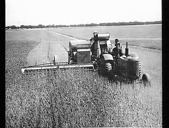 12 FT. SUNSHINE NO. 4 P.T.O. HEADER WITH WITH BAGGING PLATFORM, SHEET IRON ELEVATOR, ARRANGED TO SUIT PLATFORM AND A 30 BUSHEL GRAIN-BOX. S.M-H NO. 203 TRACTOR. HARVESTING A 15-BAG CROP OF `MAGNET' WHEAT ON PROPERTY OF MR. R. FISH, DOOKIE, VIC: DEC 1945