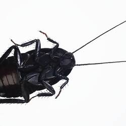 Cockroach Model