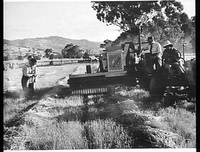 ASSOCIATE PROFESSOR G.W.LEEPER, AND PROFESSOR S.M. WADHAM OF MELBOURNE UNIVERSITY, FACULTY OF AGRICULTURE, DISCUSSING THE MERITS OF THIS METHOD OF HARVESTING PHALARIS WITH MR JAMES, FARMER, AND MR SHEA, OF THE SUNSHINE HARVESTER WORKS, WARRENBAYNE, VIC. J