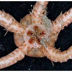 Front view of cream-brown brittle star close-up of oral opening on black background.