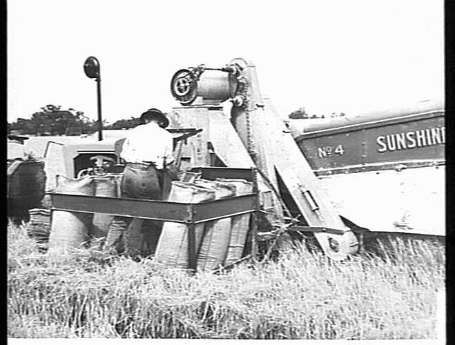 MR. N. J. C. TAYLOR, FARM 968, LEETON. A 3 & HALF TON CROP OF RICE BEING HARVESTED WITH A SUNSHINE NO. 4 HEADER (AND `CAT' DIESEL): APRIL 1953
