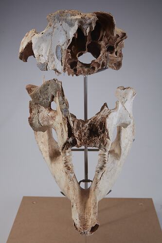 Front view of mounted, articulated skull and jaw.