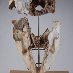 Front view of mounted, articulated skull and jaw.