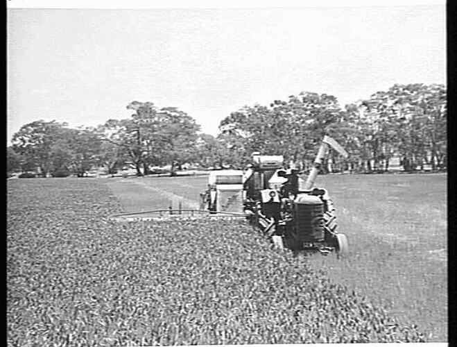 SUNSHINE NO.4 POWER DRIVE HEADER WITH BULK HANDLING OUTFIT AND 55K TRACTOR,HARVESTING WHEAT ON THE ESTATE OF C.L.SUDHOLZ NATIMUK VICTORIA