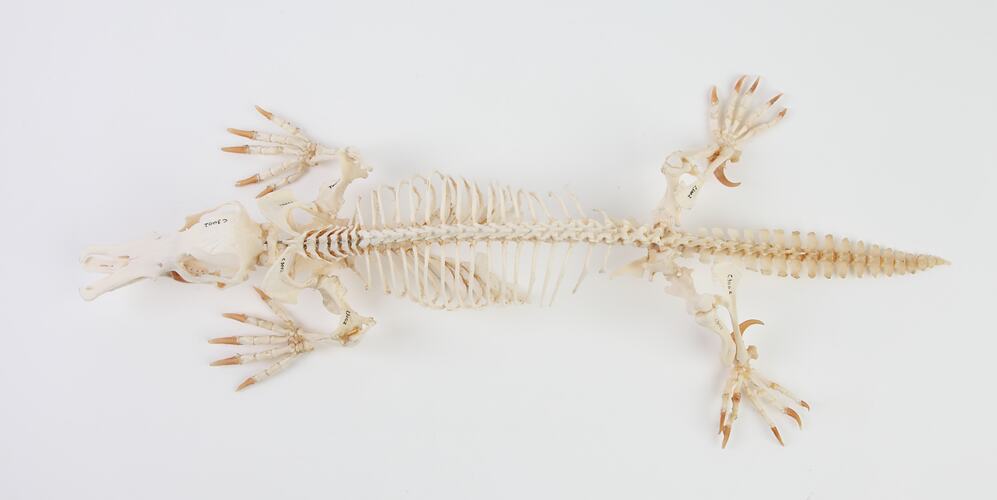 Top view of articulated platypus skeleton.