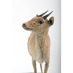 Taxidermied mammal specimen with small black horns.