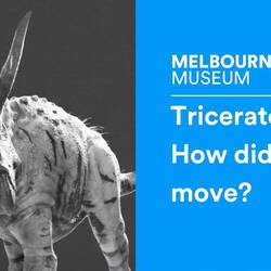 Triceratops: How did it move?
