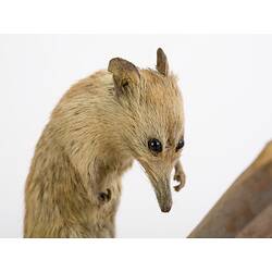Taxidermied possum specimen , detail of head.