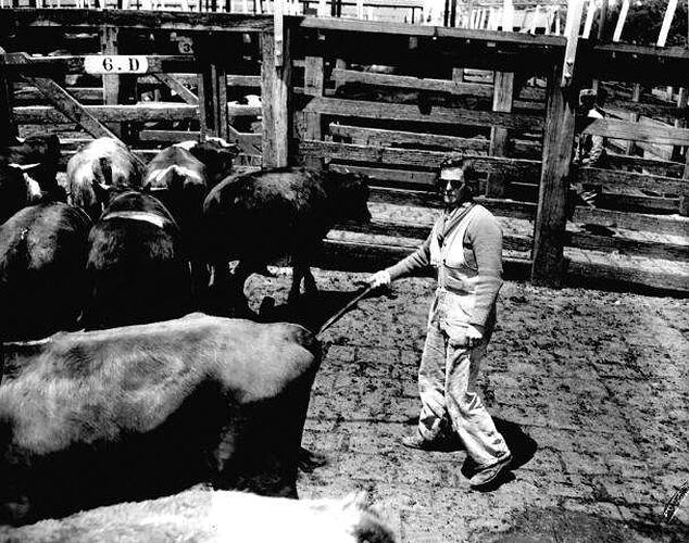 Man in a pen with cattle.