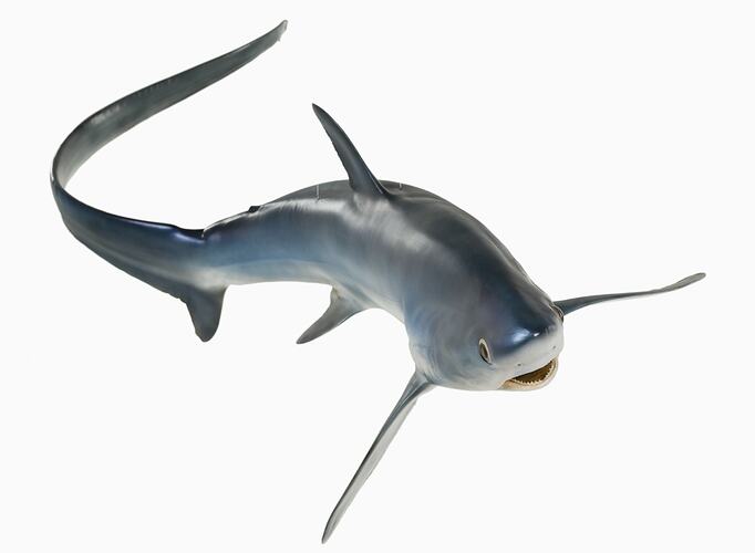 <em>Alopias vulpinus</em>, Thresher Shark, model. [A 19340]