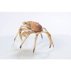 <em>Leptomithrax gaimardii</em>, Giant Spider Crab. [J 46721.23]