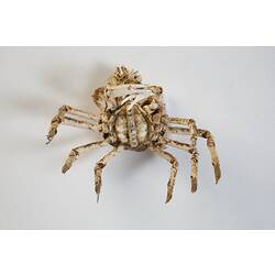 <em>Leptomithrax gaimardii</em>, Giant Spider Crab. [J 46721.26]