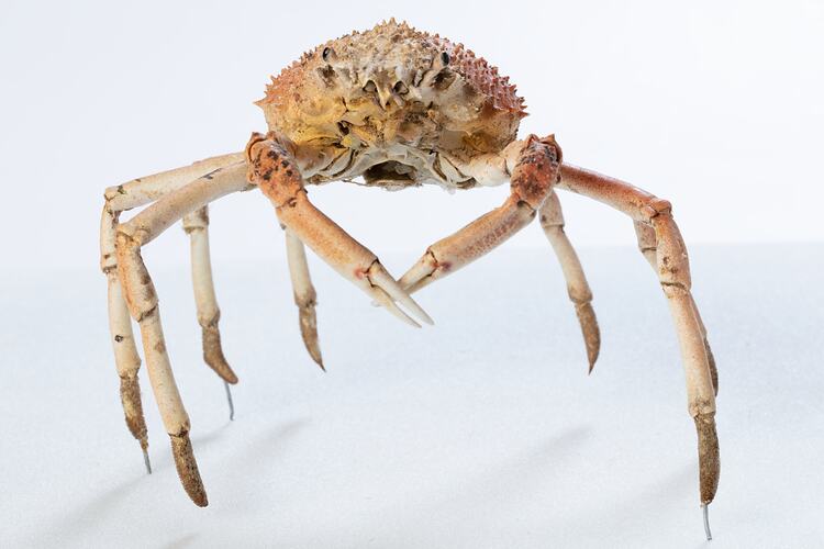 <em>Leptomithrax gaimardii</em>, Giant Spider Crab. [J 46721.33]