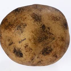 Wax model of a potato painted beige with dark brown dirt marks.