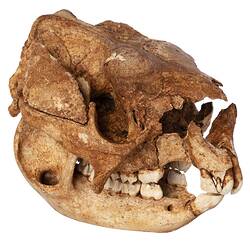 Fossil kangaroo skull with jaw.