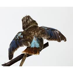 Brown bird specimen mounted with blue wings spread.