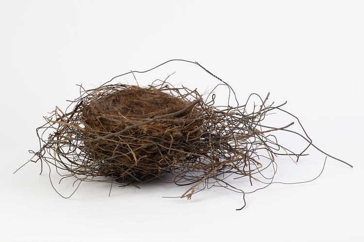 Brown twiggy birds nest.