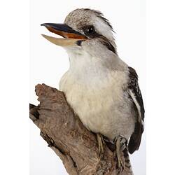 Bird specimen with large open beak mounted to a branch.