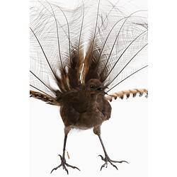 Dark bird specimen mount with long elaborate tail feathers spread.