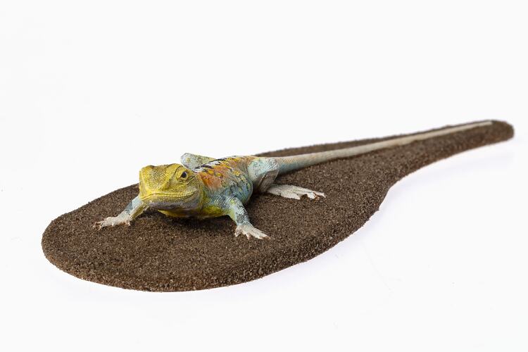 Lizard model with yellow head and colourful body.