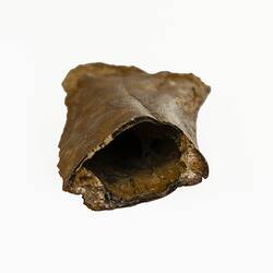 Long, golden-brown fossil bone fragment.