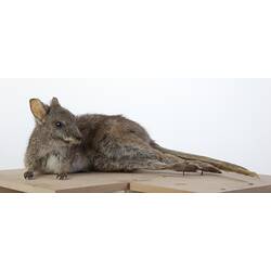 Wallaby specimen mounted lying on side.