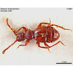 Beetle specimen, male, dorsal view.