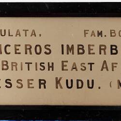 Exhibition Label - Lesser Kudu (male) [damaged], National Museum of Victoria, Parkville, circa 1880