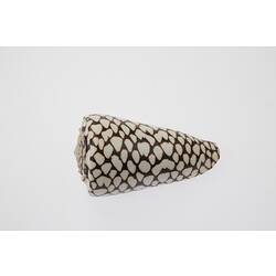 A conical shell with brown and white markings.