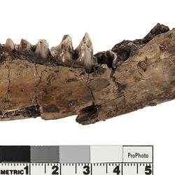 Dark brown jaw bone fossil fragment.