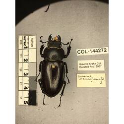 Dorsal view of pinned beetle specimen with labels.