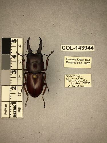 Shiny black beetle specimen with large mandibles, pinned next to text labels.
