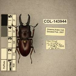 Shiny black beetle specimen with large mandibles, pinned next to text labels.